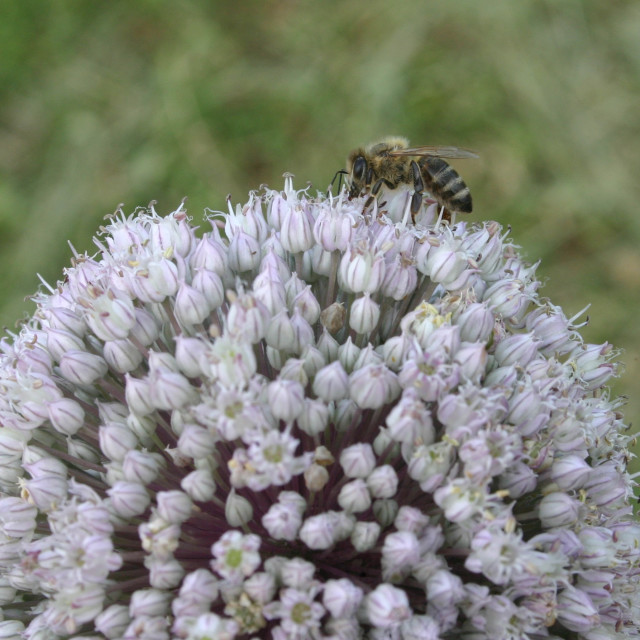 "Bee on a Chive plant" by Nature2Cool Photography - $12.20 "Bee on a Chive plant" stock image