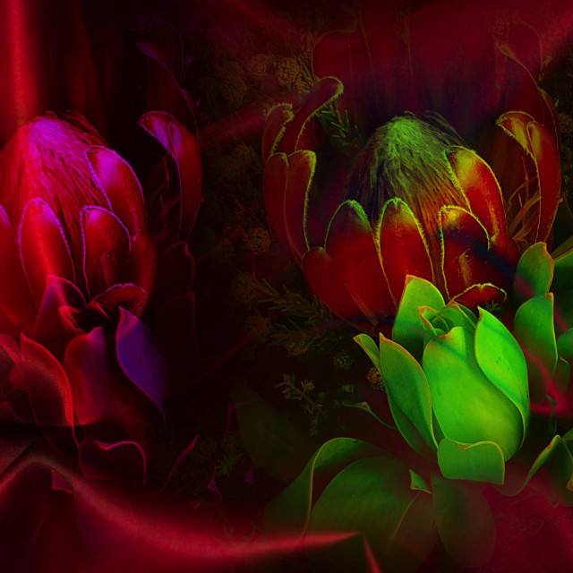 "Flowers on a red silk background" stock image