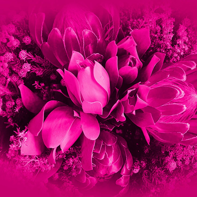 "Flowers on a shocking pink background" by RukhsanaC - £50.00 "Flowers on a shocking pink background" stock image