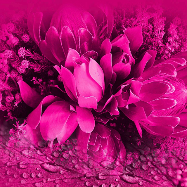 "Pink flowers on a pink background" by RukhsanaC - £50.00 "Pink flowers on a pink background" stock image