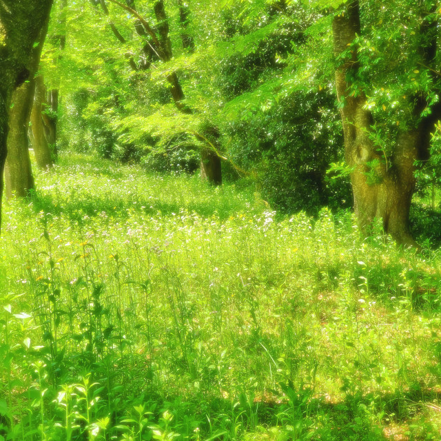 "Meadow" by Blue Magister - £20.00 "Meadow" stock image