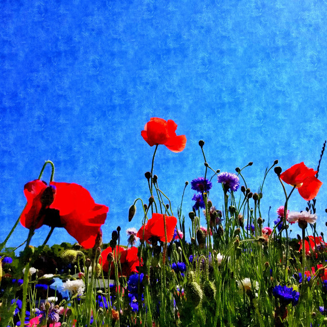 "Wildflowers" by Blue Magister - £20.00 "Wildflowers" stock image