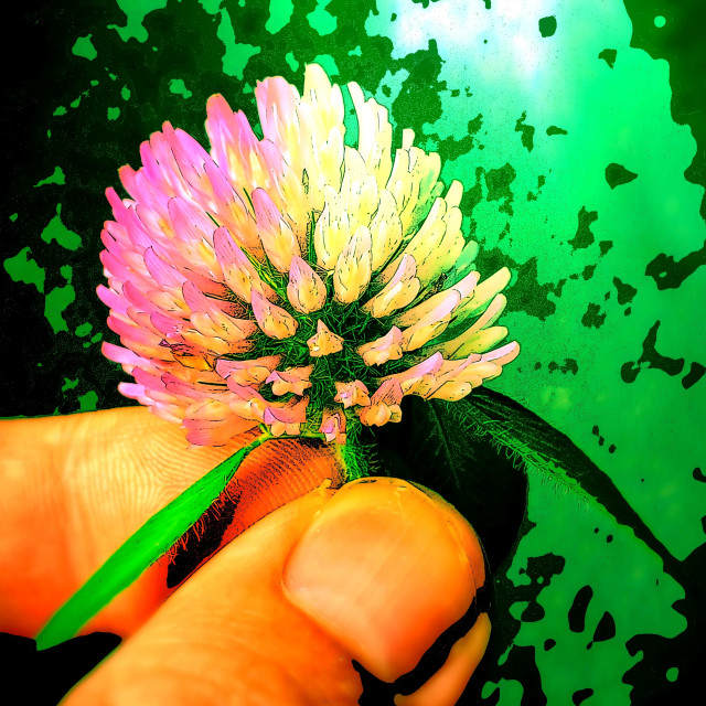 "Pattern Flower" by Blue Magister - £20.00 "Pattern Flower" stock image