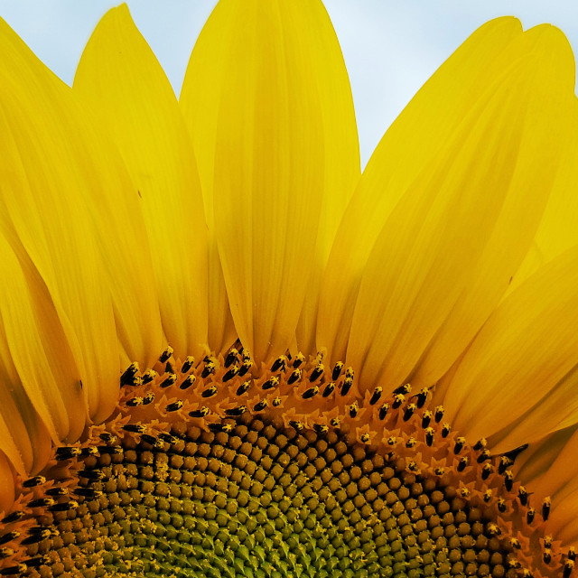 "Sunflower Closeup" stock image