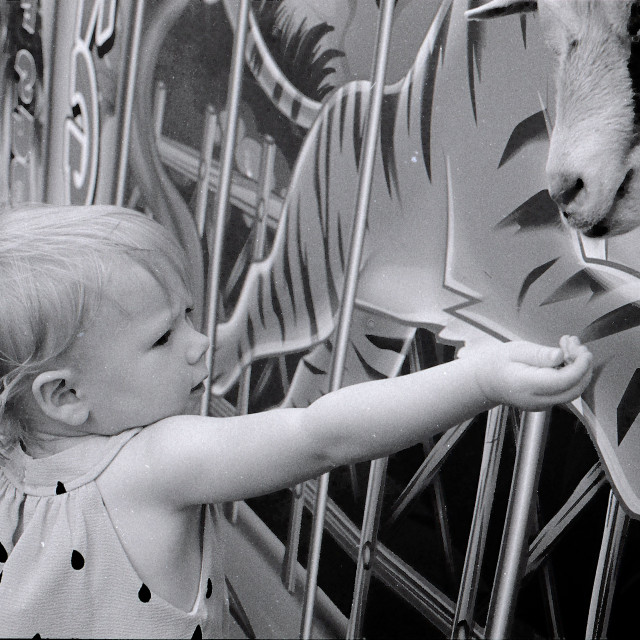 "Beans and the goat" by Zachary I Peabody - £10.00 "Beans and the goat" stock image