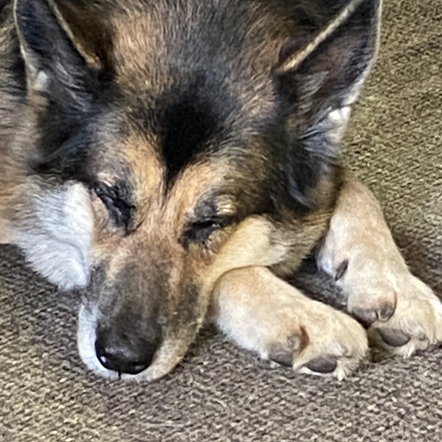 "Chloe At Home - June 2021" by Ann Tomlin Photography - £10.00 "Chloe At Home - June 2021" stock image