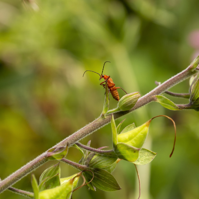 "Common Red Soldier BeetleCommon (Rhagonycha Fulva)" by Bobb Strongman - £20.00 "Common Red Soldier BeetleCommon (Rhagonycha Fulva)" stock image