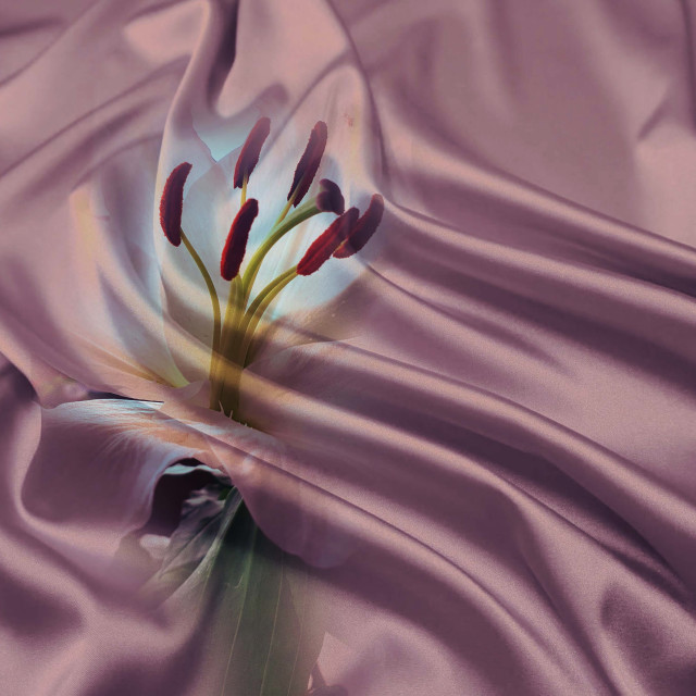 "Lily flowers on a silk background" by RukhsanaC - £50.00 "Lily flowers on a silk background" stock image