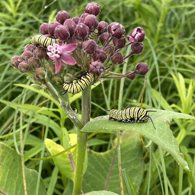 "Monarch Carerpillars on milkweed leaves" stock image