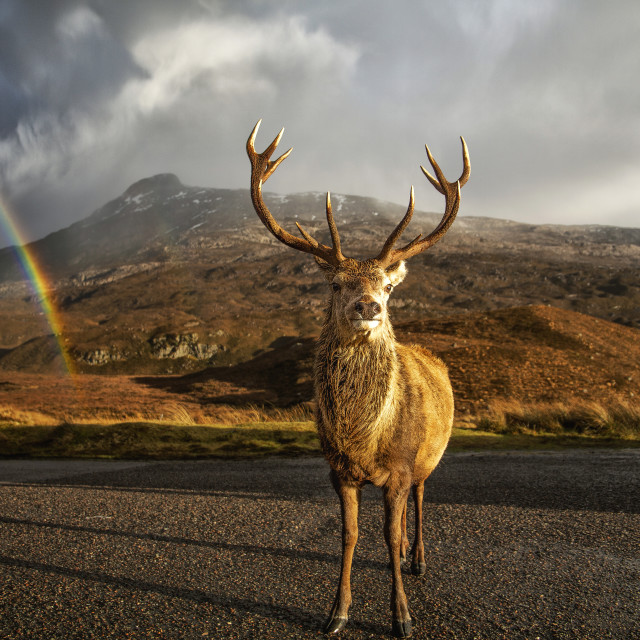 "Torridon, a Stag and a Rainbow" by John McGowan - £10.00 "Torridon, a Stag and a Rainbow" stock image