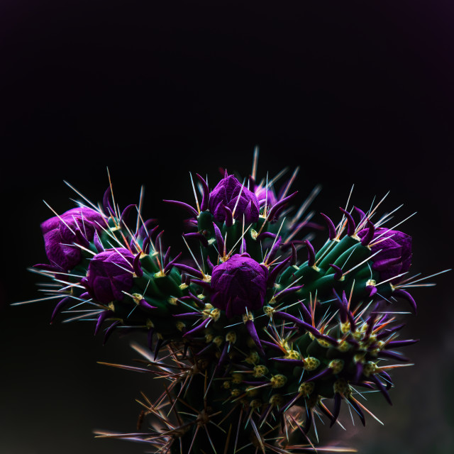 "Cholla" by Chuck Taylor - £33.00 "Cholla" stock image