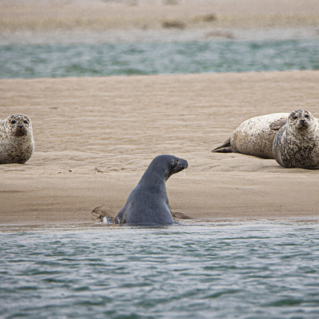 "Seals on Loch Fleet, Scottish Highlands" by John McGowan - £2.00 "Seals on Loch Fleet, Scottish Highlands" stock image