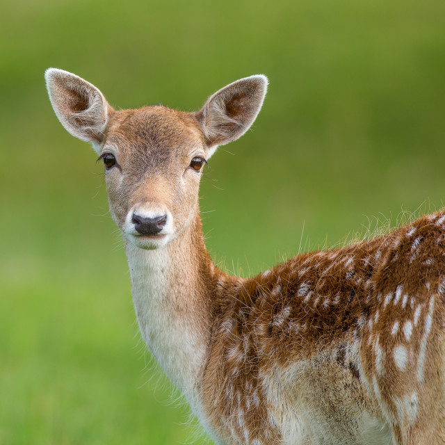 "Fallow Deer Doe" stock image