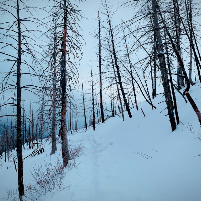 "Rocky Mountain path" by MLLL Photography - $22.15 "Rocky Mountain path" stock image