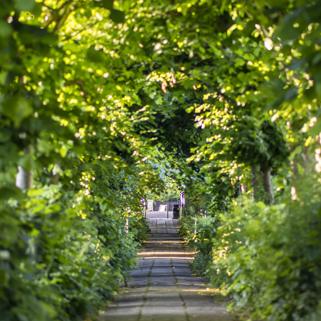 "Birdcage Walk" by Pete Griffiths - £10.00 "Birdcage Walk" stock image