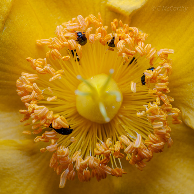 "Pollen Beetles on a Yellow flower" stock image