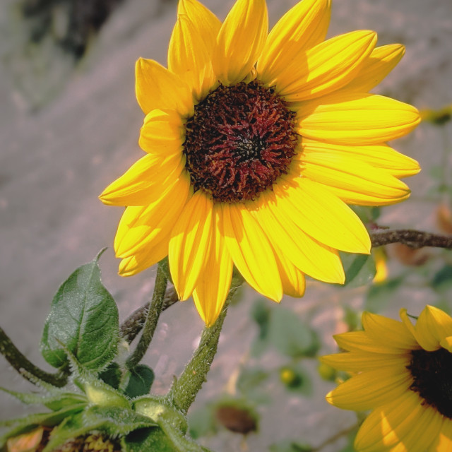 "Cliff hanging sunflower" by MLLL Photography - $22.15 "Cliff hanging sunflower" stock image