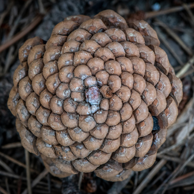 "The Pattern On the Pine Cone" stock image