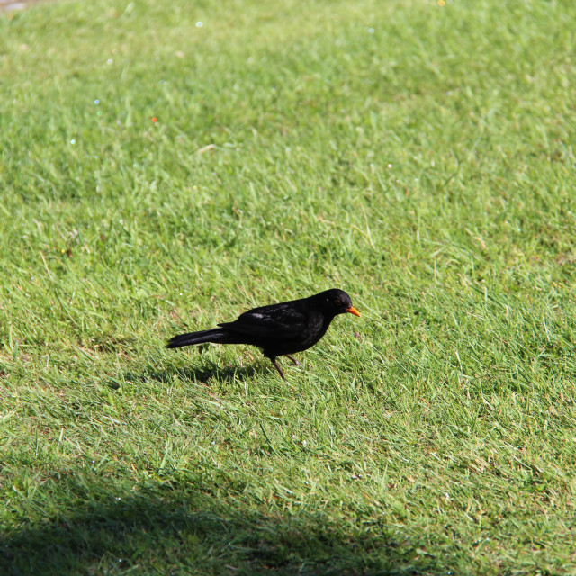 "New Zealand Black Bird" stock image