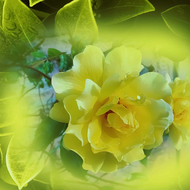 "Yellow Rose" stock image