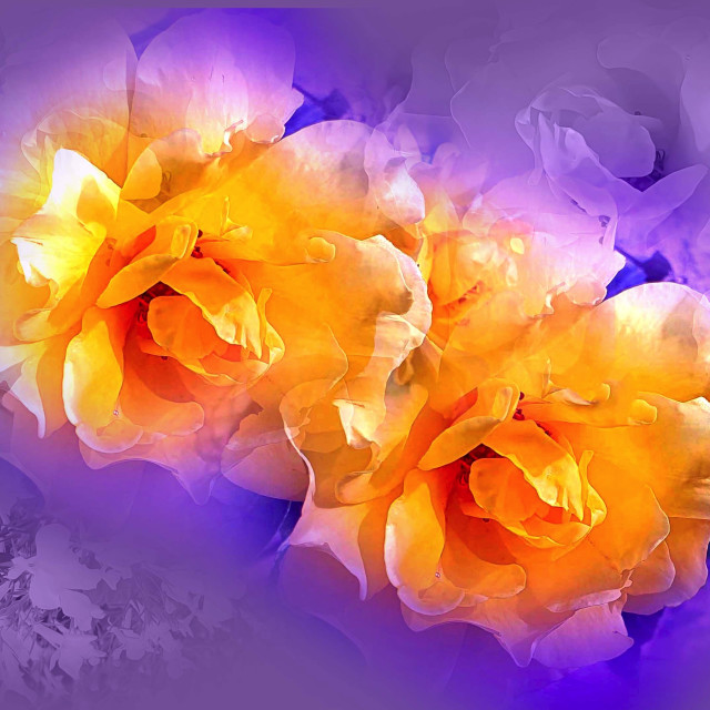 "Yellow Roses on a purple background" stock image