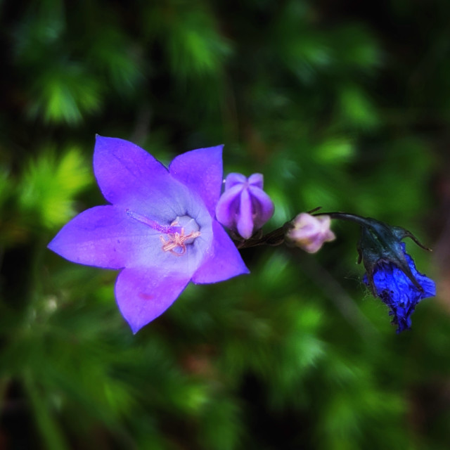 "Bellflower" by MLLL Photography - $22.15 "Bellflower" stock image