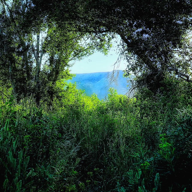 "Forest portal" by MLLL Photography - $22.15 "Forest portal" stock image