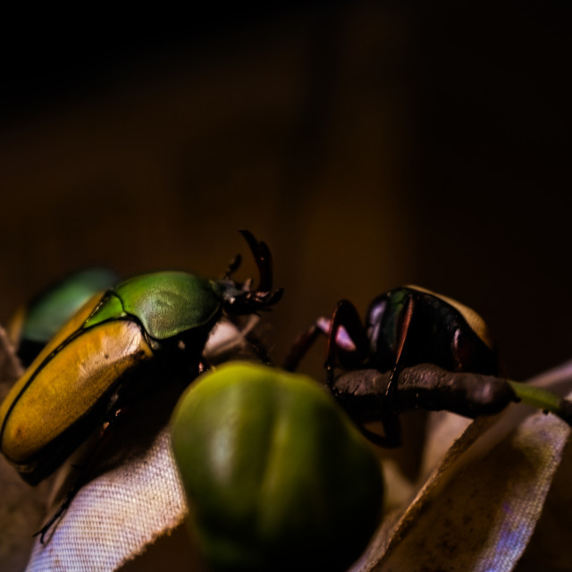 The Giant African Flower Beetle - License, download or print for £10.00