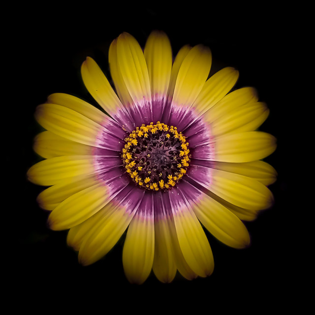 "Sunshine Square" by Lisa - £5.00 "Sunshine Square" stock image