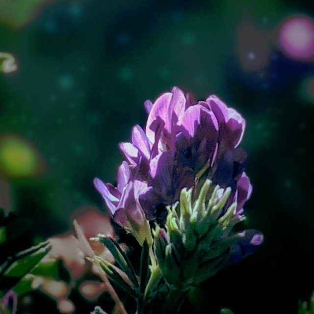 "Fairy flower" by MLLL Photography - $22.15 "Fairy flower" stock image