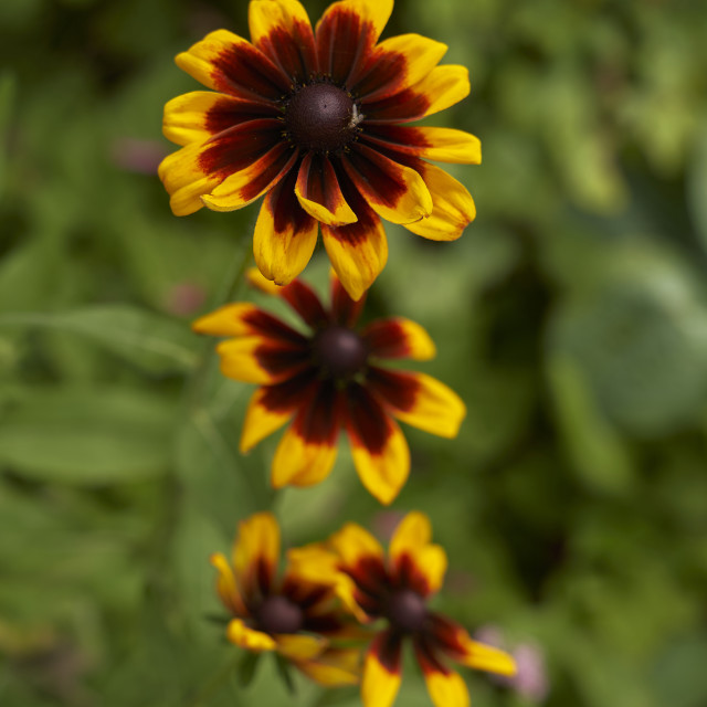 "Black-Eyed Susan" stock image