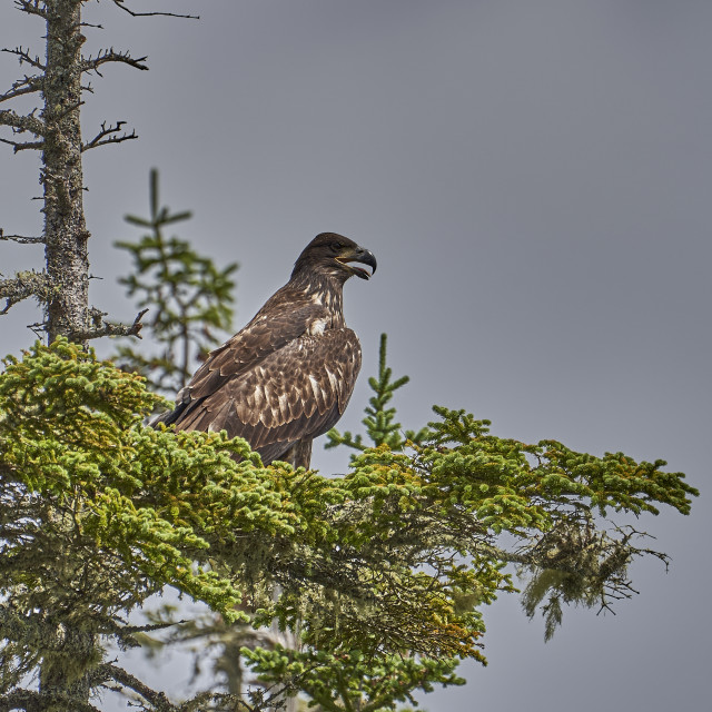 "Juvenile Bald Eagle" by Carlos A Esquivel - $23.05 "Juvenile Bald Eagle" stock image