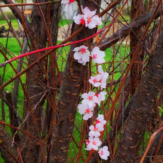 "Column of cherry blossoms" by MLLL Photography - $22.15 "Column of cherry blossoms" stock image