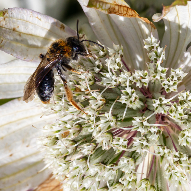 "Macro Wasp on Flower" by Neal Smith Photography - £10.00 "Macro Wasp on Flower" stock image