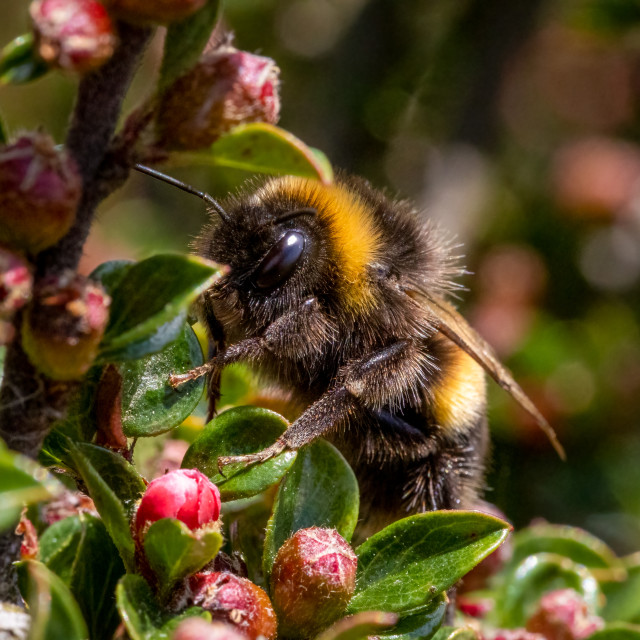 "Bee Macro" by Neal Smith Photography - £10.00 "Bee Macro" stock image