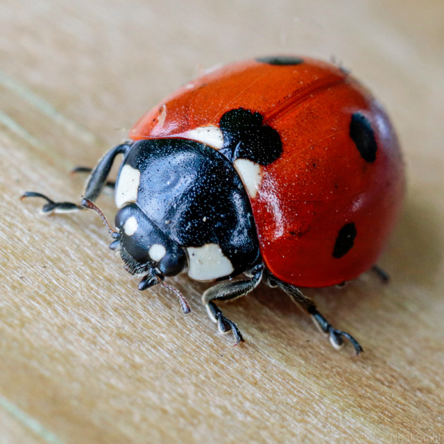 "Ladybird Macro" by Neal Smith Photography - £10.00 "Ladybird Macro" stock image