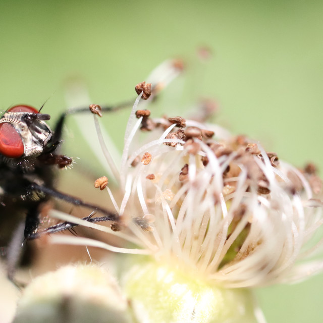 "The Fly" by Neal Smith Photography - £10.00 "The Fly" stock image
