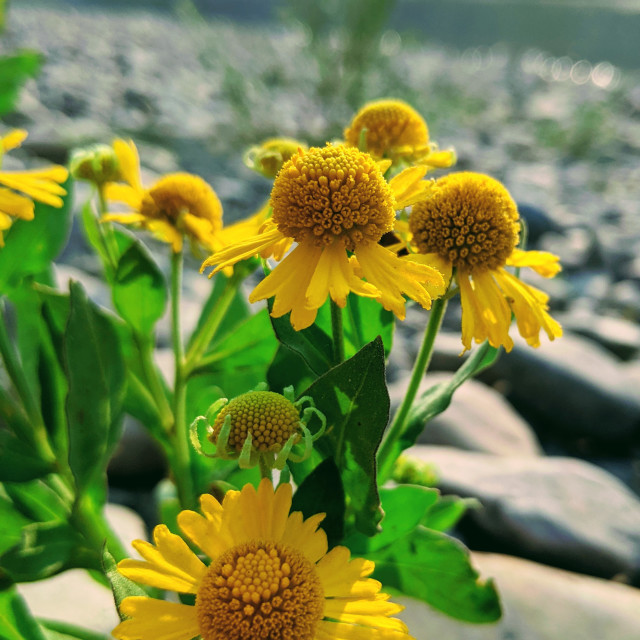 "Sneezeweed on the rocks" by MLLL Photography - $22.15 "Sneezeweed on the rocks" stock image