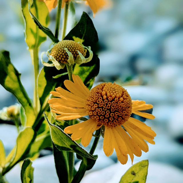 "Sneezeweed" by MLLL Photography - $11.41 "Sneezeweed" stock image