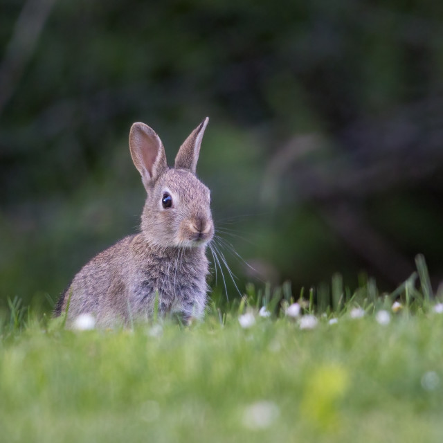 "Wild Rabbit" by Neal Smith Photography - £10.00 "Wild Rabbit" stock image
