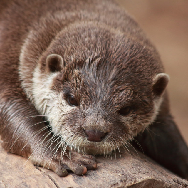 "Otter" by Neal Smith Photography - £10.00 "Otter" stock image