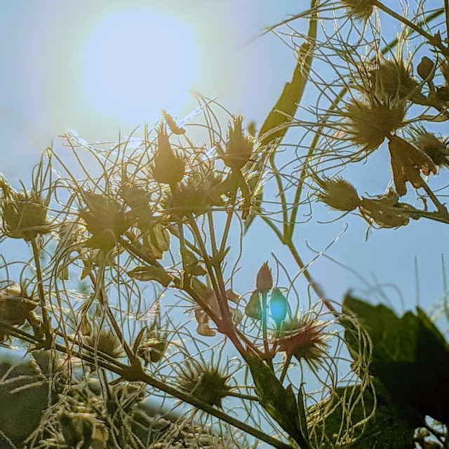 "Crazy clematis greets the sun" by MLLL Photography - $11.41 "Crazy clematis greets the sun" stock image