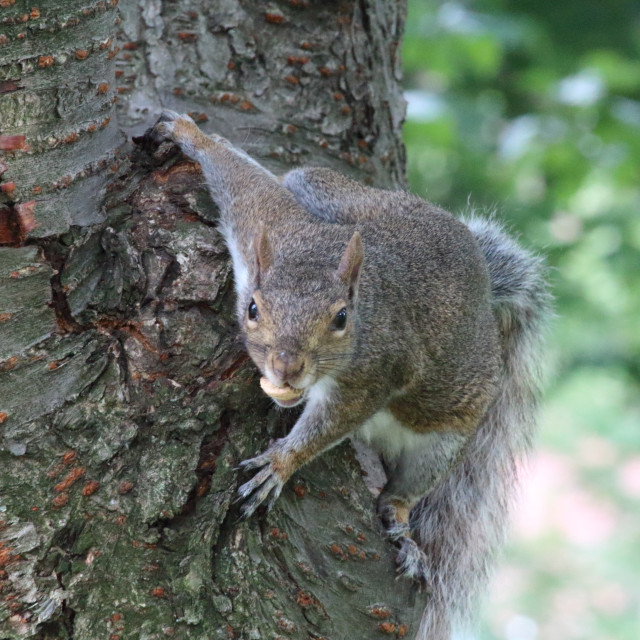 "Squirrel" by Neal Smith Photography - £10.00 "Squirrel" stock image