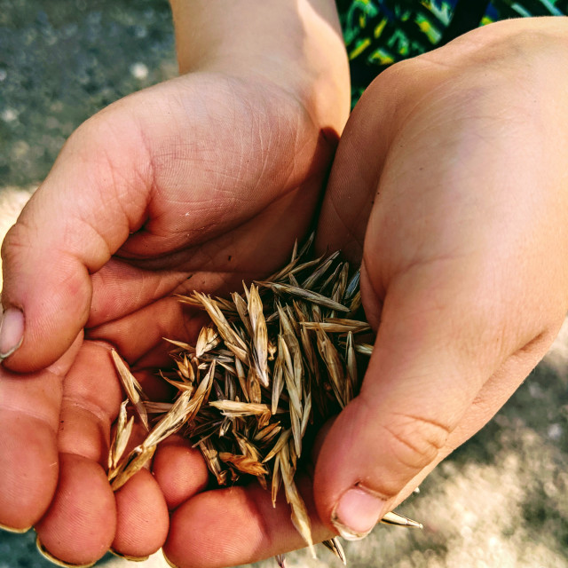 "Hands with seeds" by MLLL Photography - $11.41 "Hands with seeds" stock image