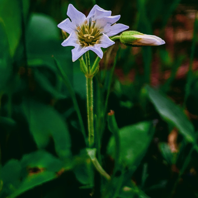 "Proud petals" by MLLL Photography - $11.41 "Proud petals" stock image
