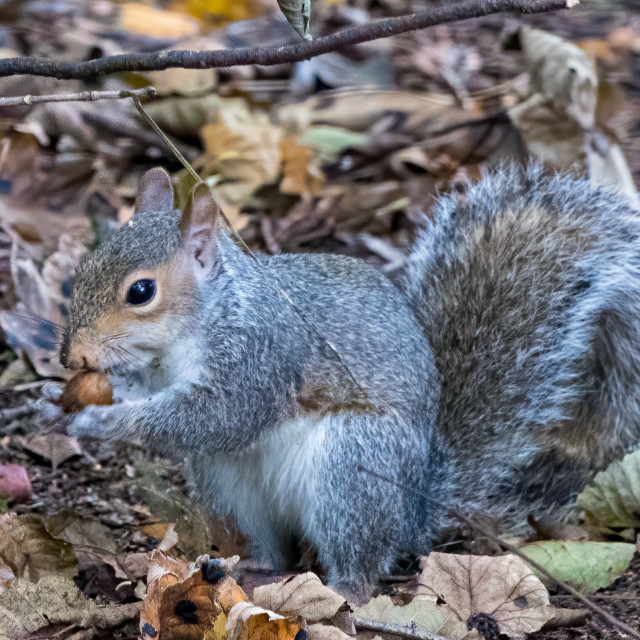 "Grey Squirrel" by Neal Smith Photography - £10.00 "Grey Squirrel" stock image