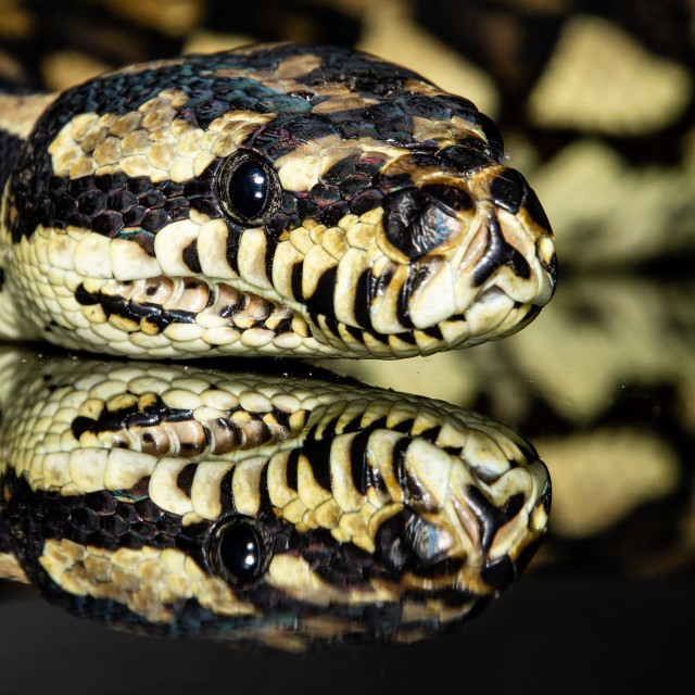 "Jungle Carpet Python" stock image