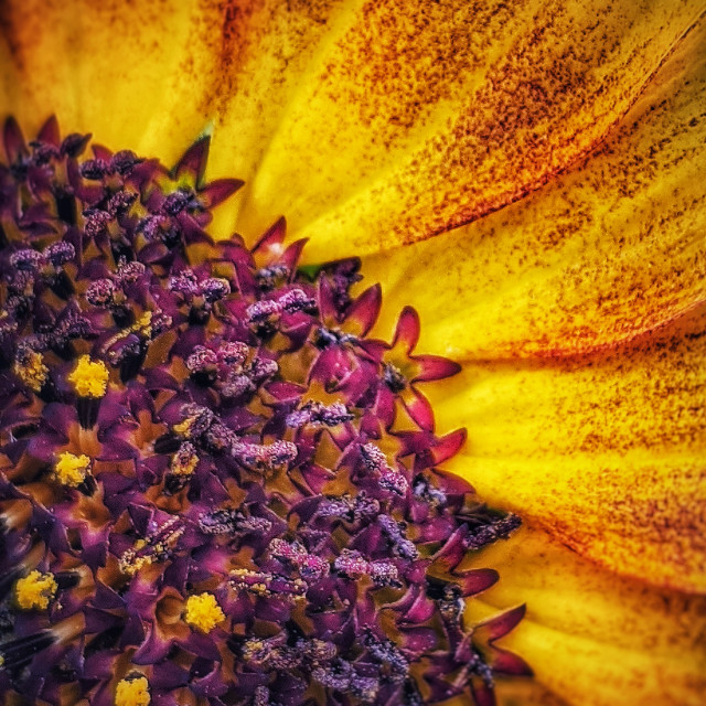 "Flowers in flowers" by MLLL Photography - $11.41 "Flowers in flowers" stock image