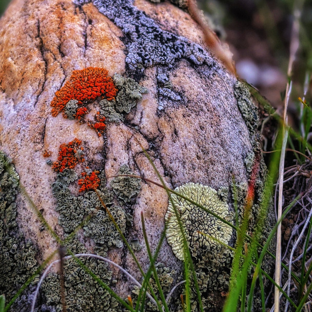 "Lichen and moss boulder" by MLLL Photography - $15.21 "Lichen and moss boulder" stock image