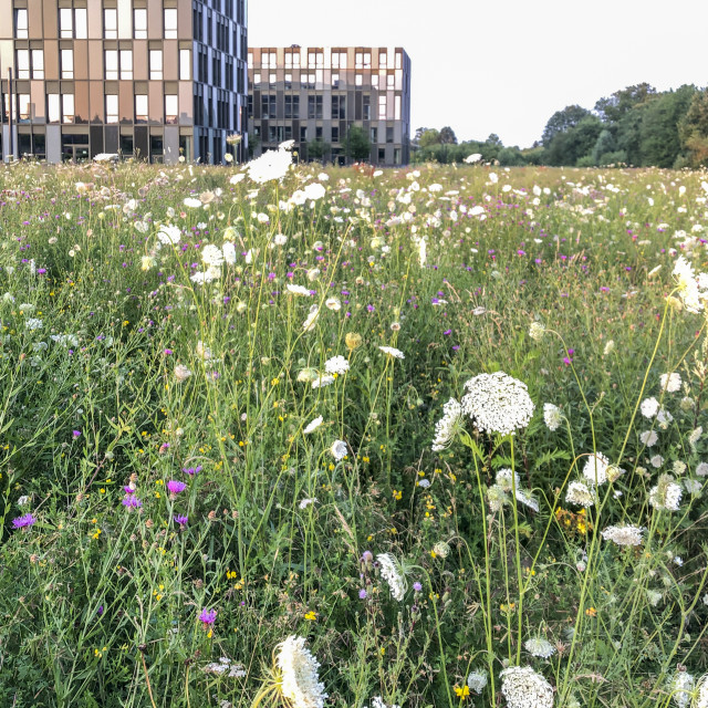 "flowering summer meadow" stock image